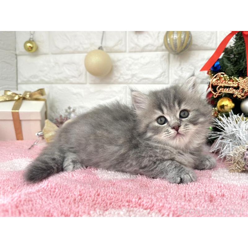 販売中の埼玉県のミヌエット-132631の3枚目