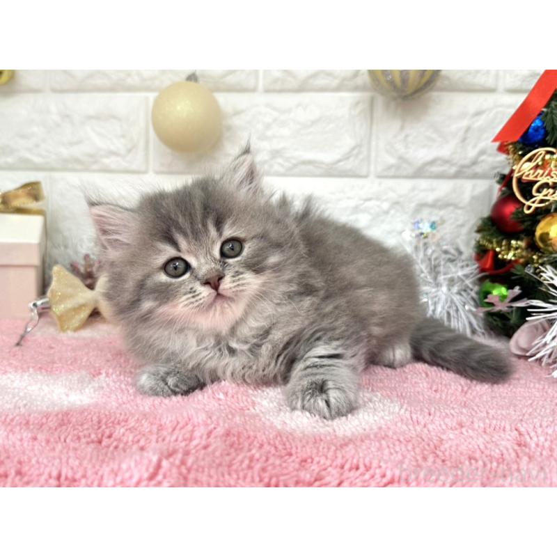 販売中の埼玉県のミヌエット-132631の2枚目