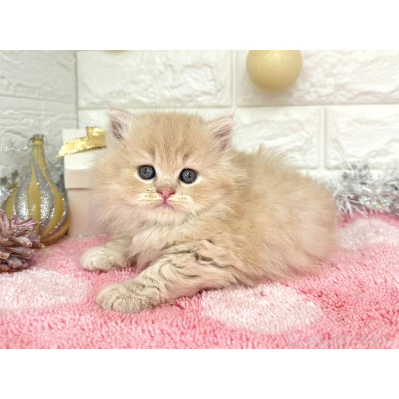 販売中の埼玉県のミヌエット-132633の6枚目