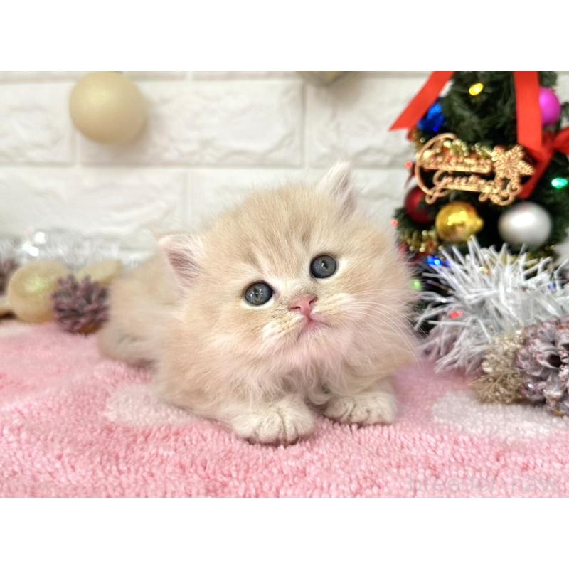 販売中の埼玉県のミヌエット-132633の5枚目