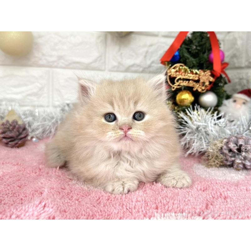 販売中の埼玉県のミヌエット-132633の4枚目