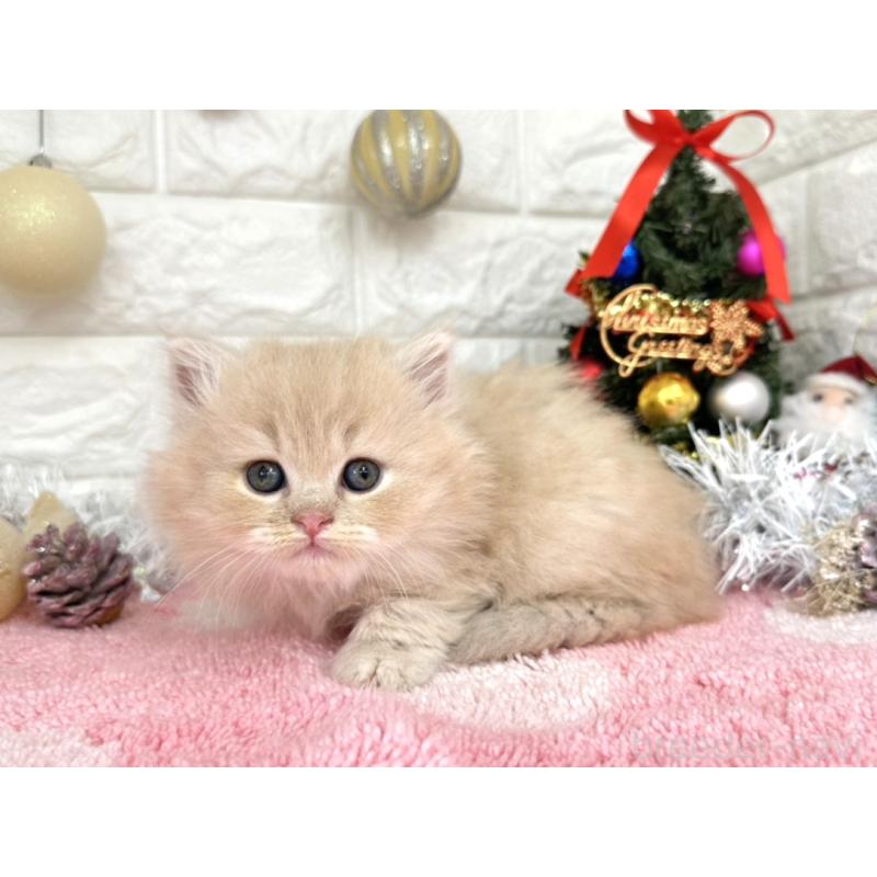 販売中の埼玉県のミヌエット-132633の3枚目