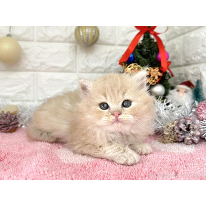 販売中の埼玉県のミヌエット-132633の2枚目