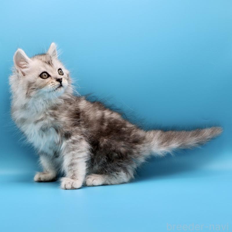 販売中の埼玉県のサイベリアン-132634の3枚目