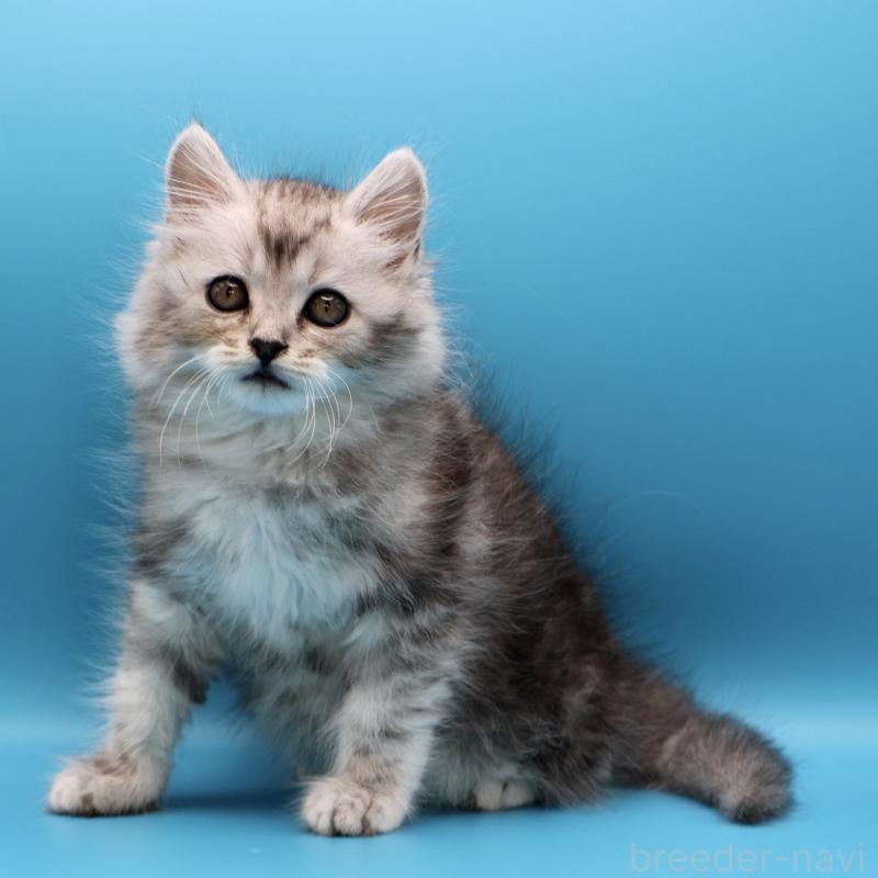 販売中の埼玉県のサイベリアン-132634の2枚目