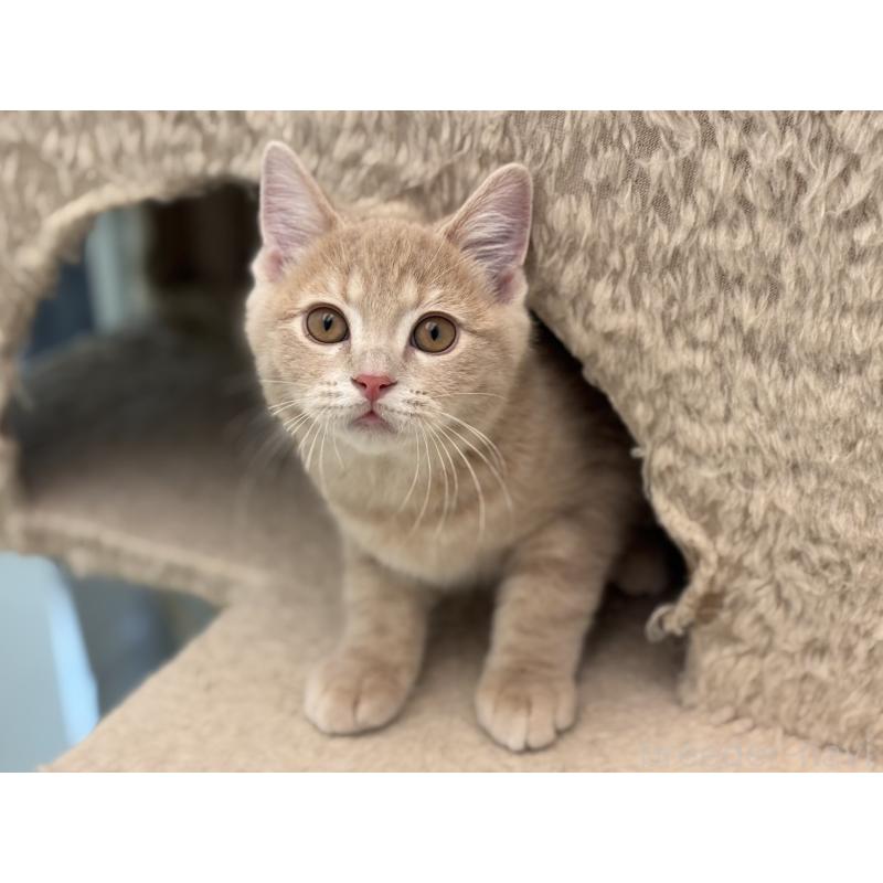 販売中の神奈川県のマンチカン-132637の8枚目