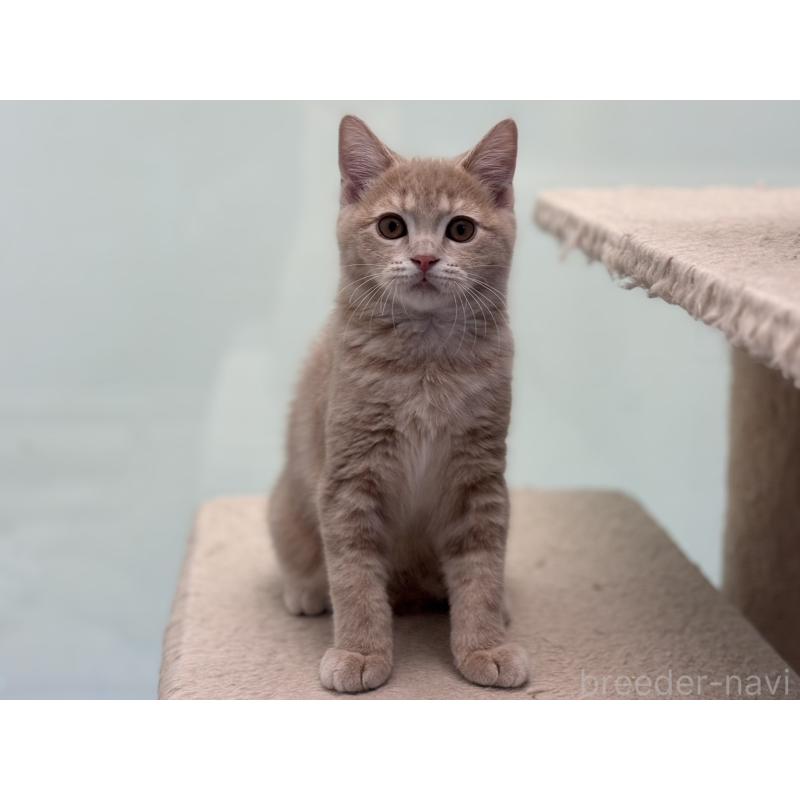 販売中の神奈川県のマンチカン-132637の7枚目