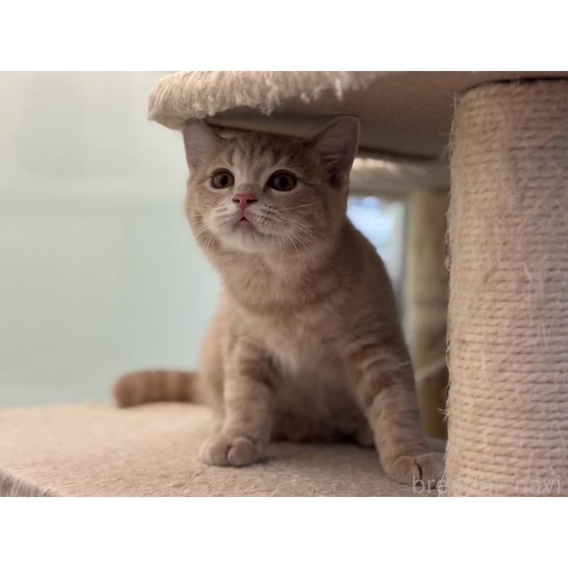 販売中の神奈川県のマンチカン-132637の6枚目