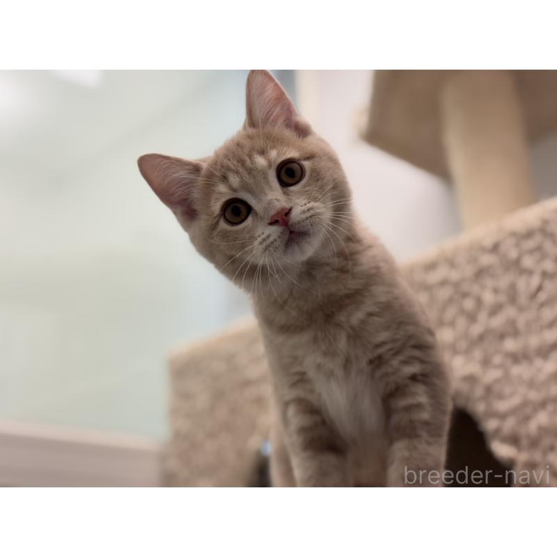 販売中の神奈川県のマンチカン-132637の5枚目