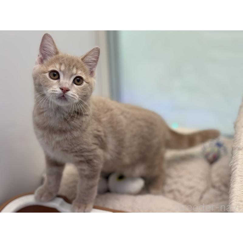 販売中の神奈川県のマンチカン-132637の4枚目