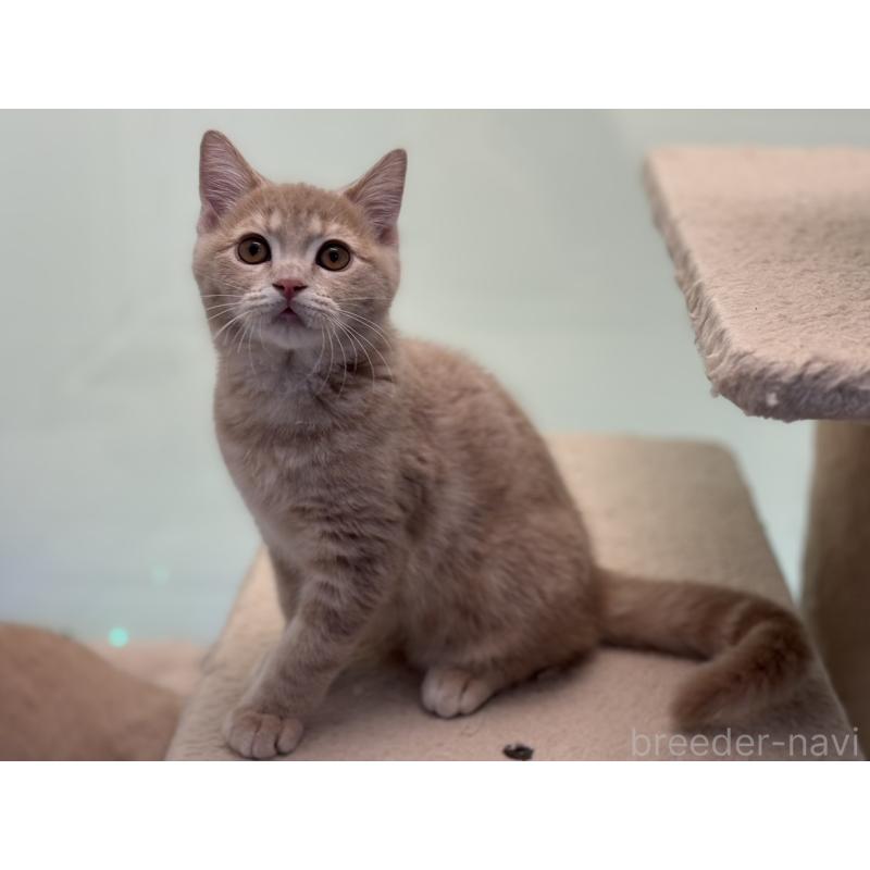 販売中の神奈川県のマンチカン-132637の3枚目