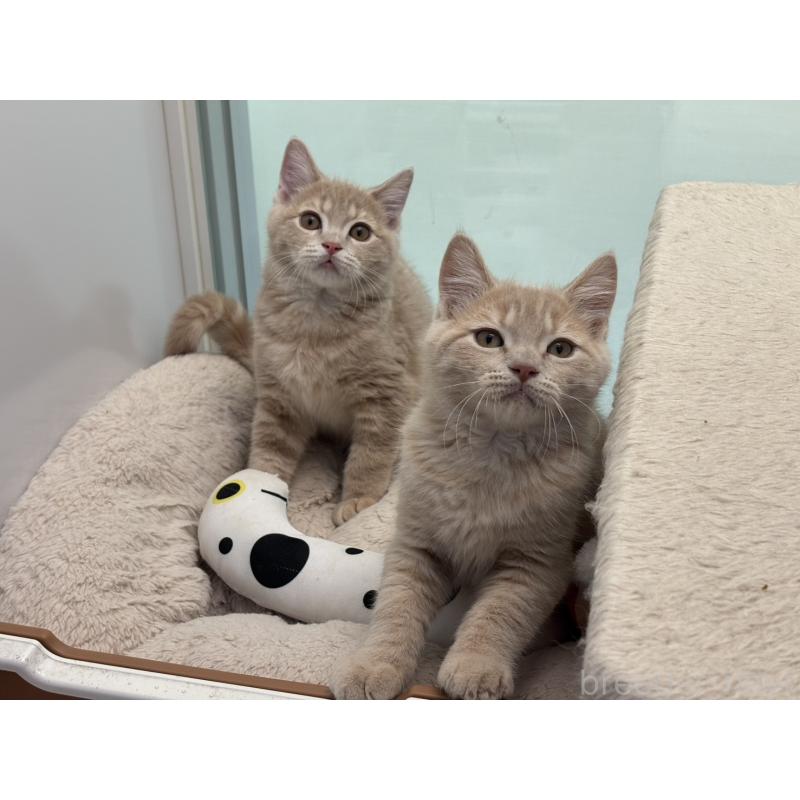 販売中の神奈川県のマンチカン-132637の2枚目