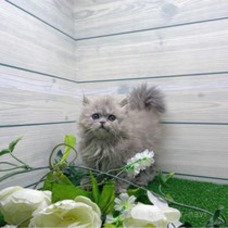 販売中の埼玉県のラガマフィン-132635の3枚目