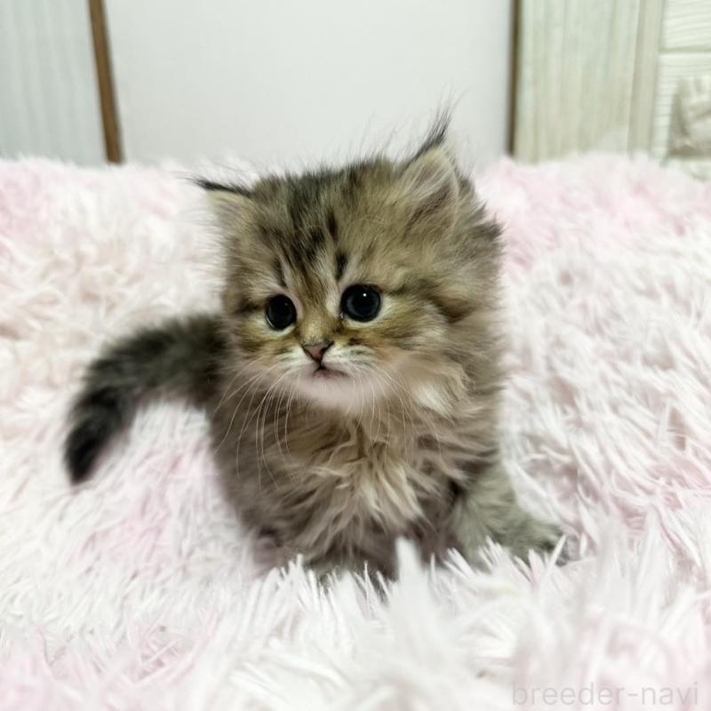 販売中の千葉県のペルシャ-132636の5枚目