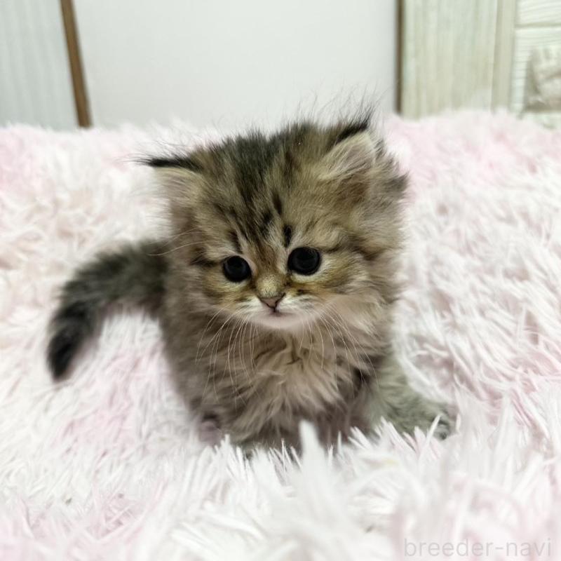 販売中の千葉県のペルシャ-132636の4枚目