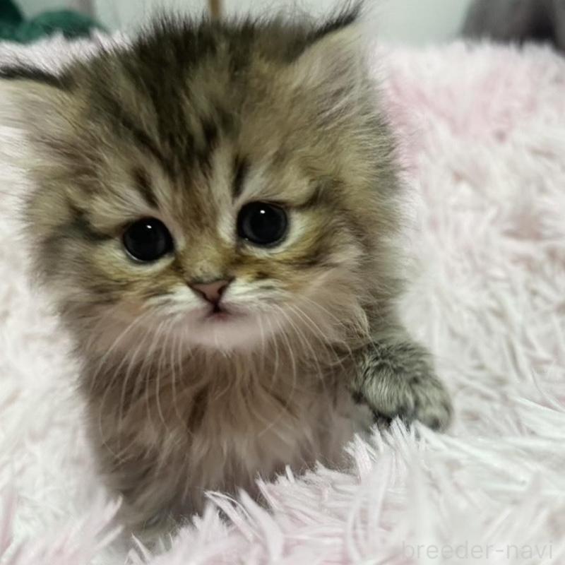 販売中の千葉県のペルシャ-132636の3枚目