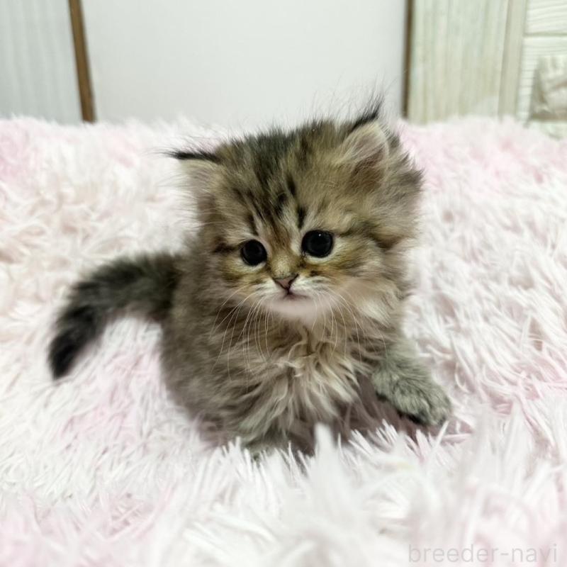 販売中の千葉県のペルシャ-132636