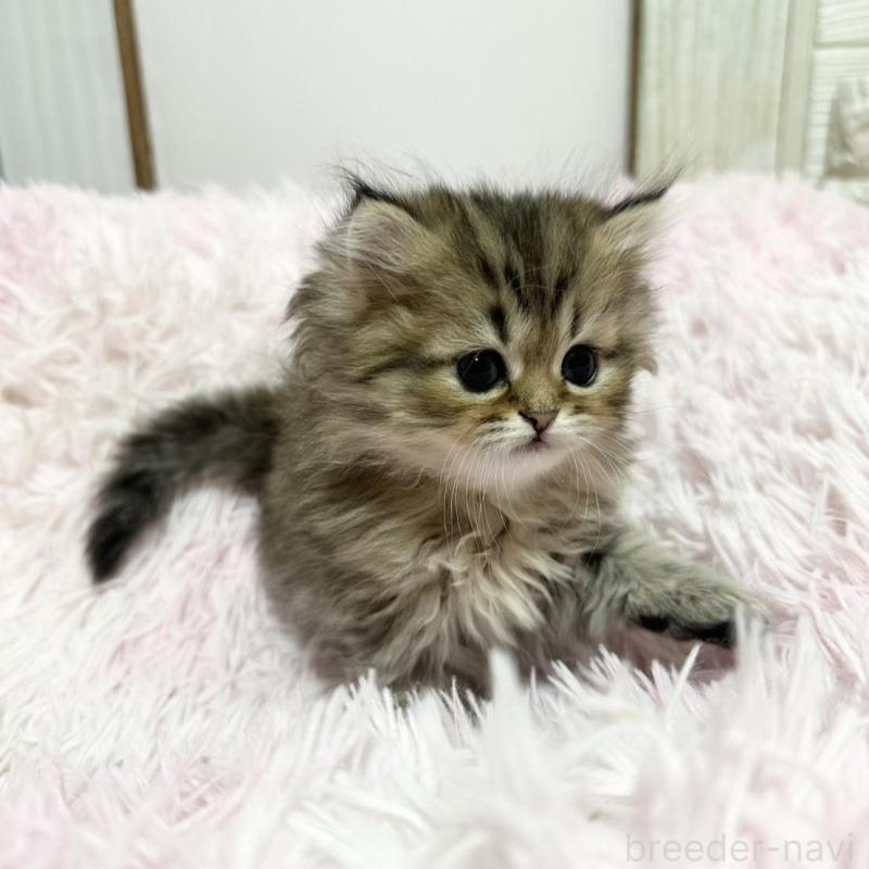 販売中の千葉県のペルシャ-132636の2枚目