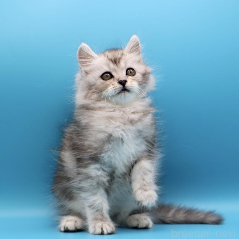 販売中の埼玉県のサイベリアン-132638の4枚目