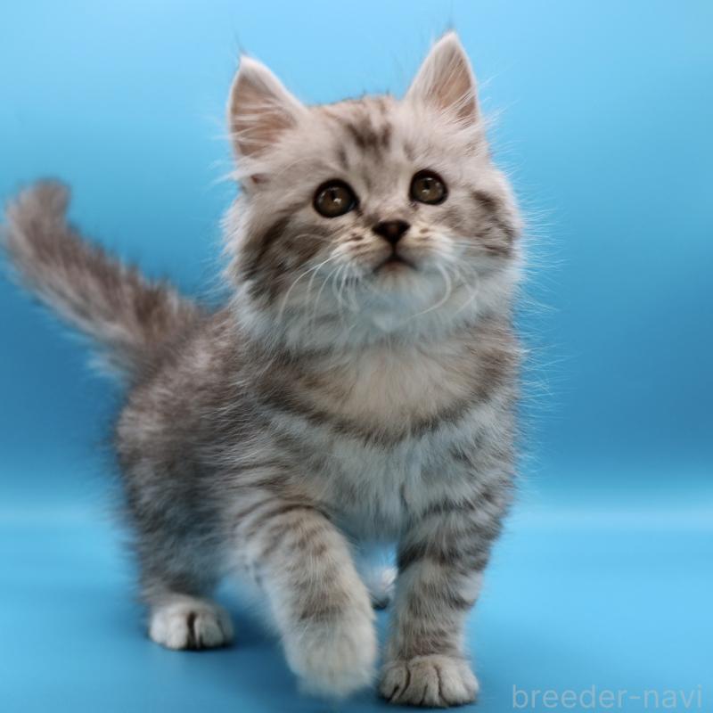 販売中の埼玉県のサイベリアン-132638の1枚目