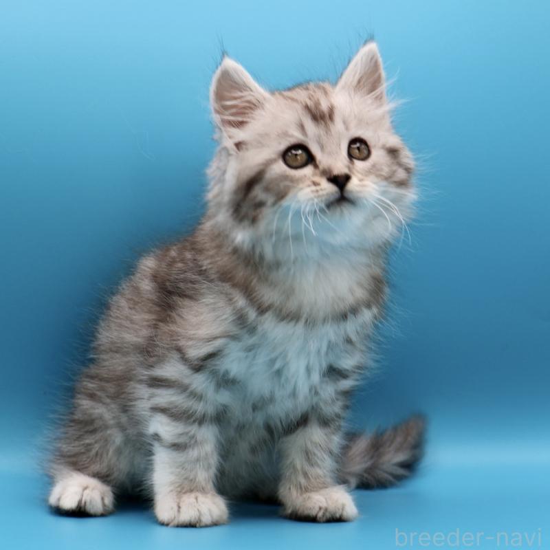 販売中の埼玉県のサイベリアン-132638の3枚目