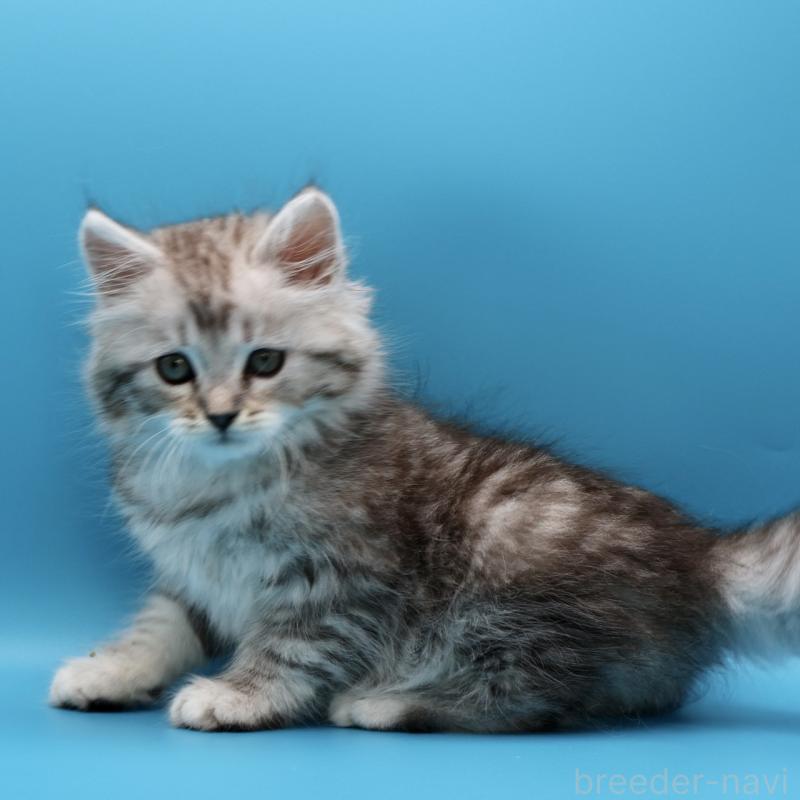 販売中の埼玉県のサイベリアン-132638の2枚目