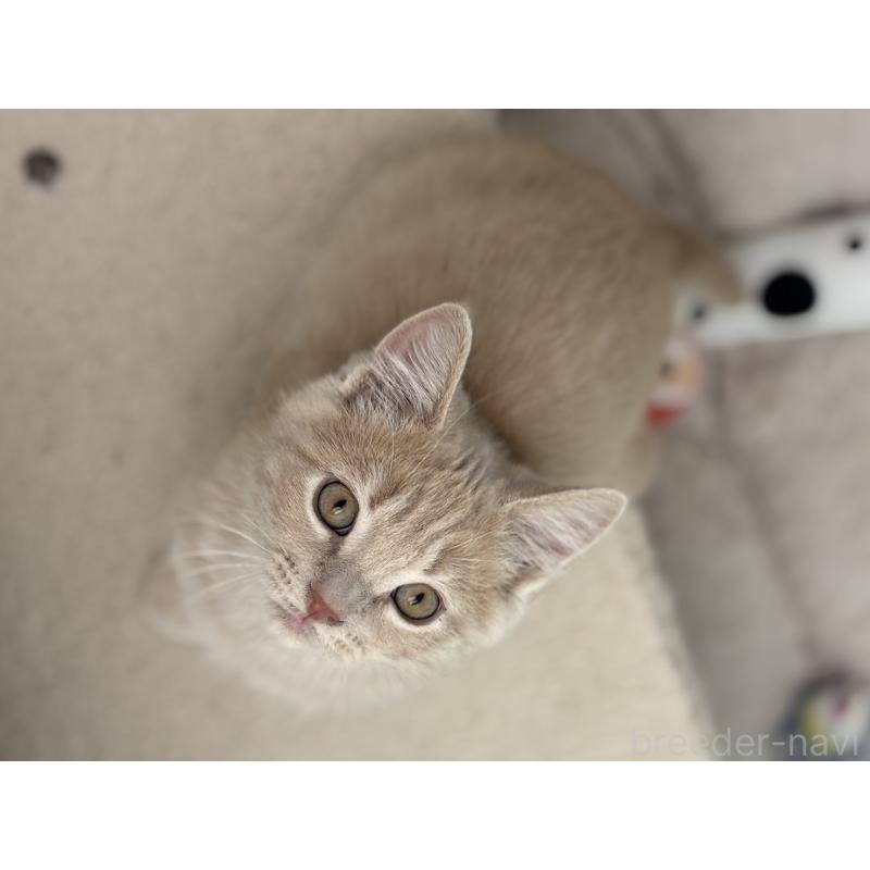 販売中の神奈川県のマンチカン-132639の8枚目