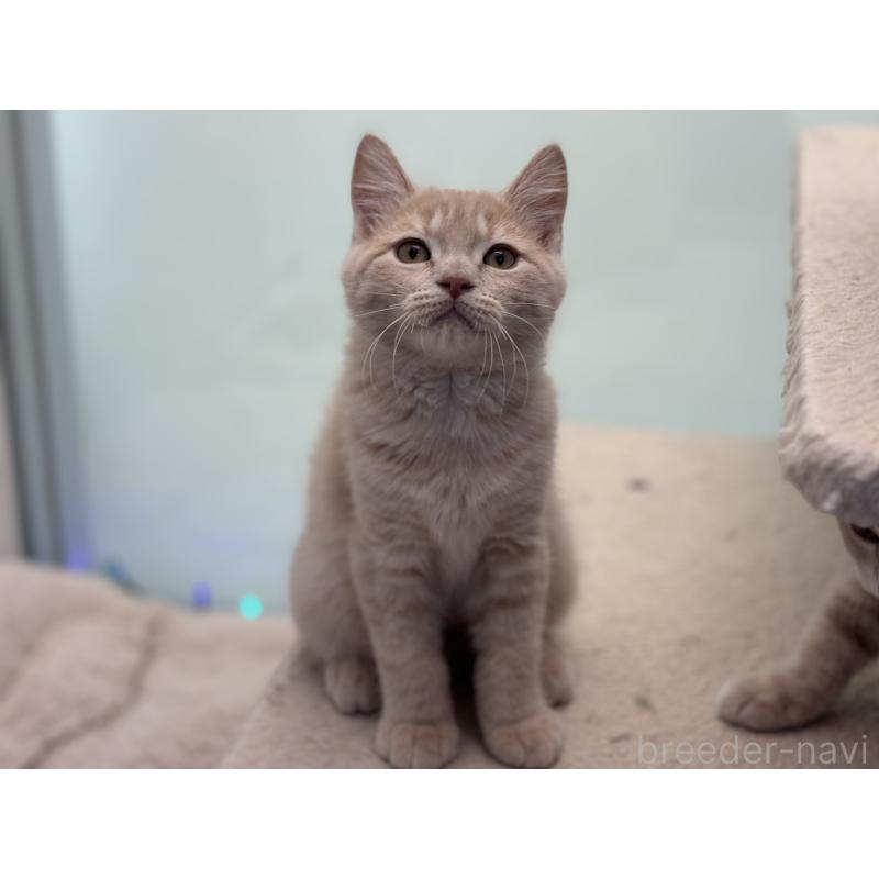 販売中の神奈川県のマンチカン-132639の4枚目