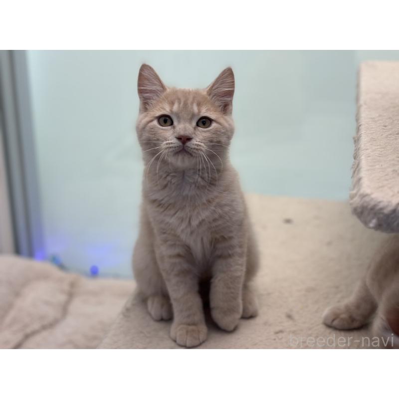 販売中の神奈川県のマンチカン-132639の3枚目