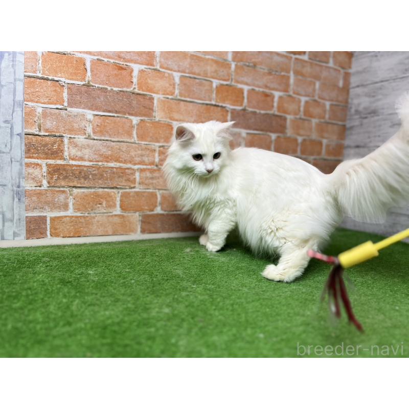 販売中の愛知県のノルウェージャンフォレストキャット-116489の20枚目