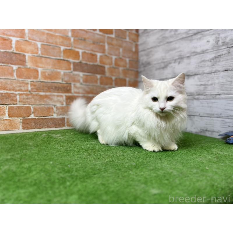 販売中の愛知県のノルウェージャンフォレストキャット-116489の19枚目