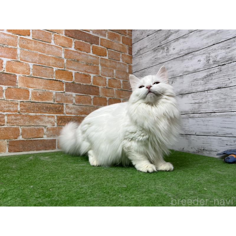 販売中の愛知県のノルウェージャンフォレストキャット-116489の18枚目