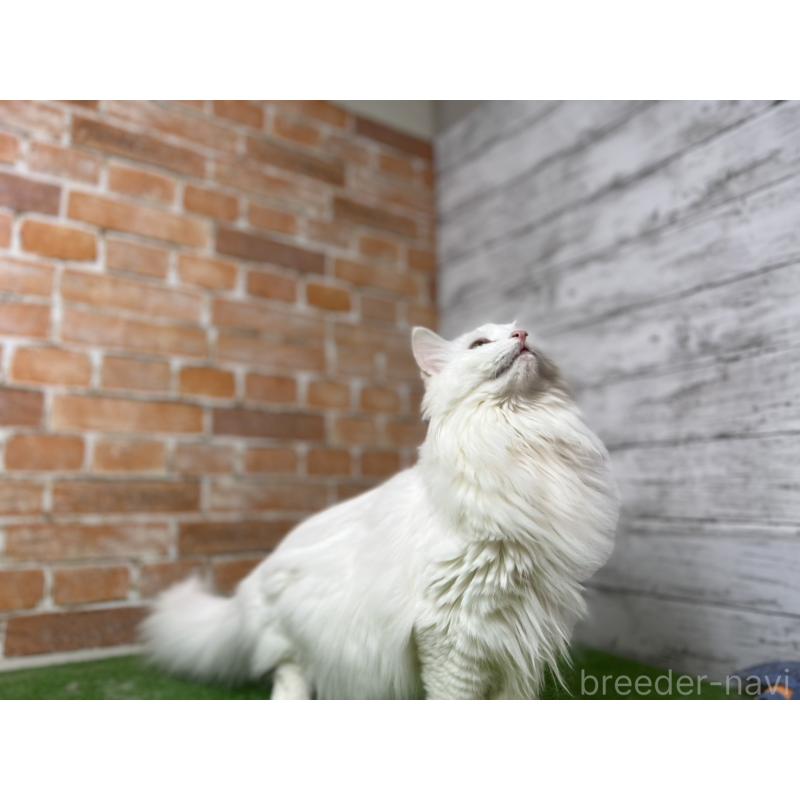 販売中の愛知県のノルウェージャンフォレストキャット-116489の17枚目