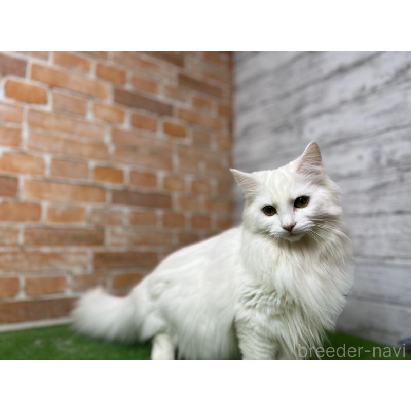 販売中の愛知県のノルウェージャンフォレストキャット-116489の16枚目