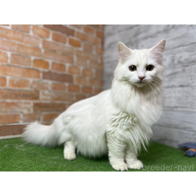 販売中の愛知県のノルウェージャンフォレストキャット-116489の15枚目