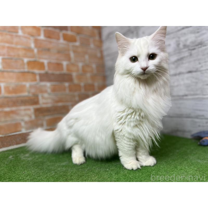 販売中の愛知県のノルウェージャンフォレストキャット-116489の14枚目