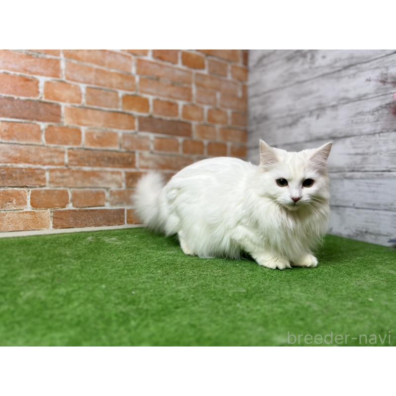 販売中の愛知県のノルウェージャンフォレストキャット-116489の13枚目