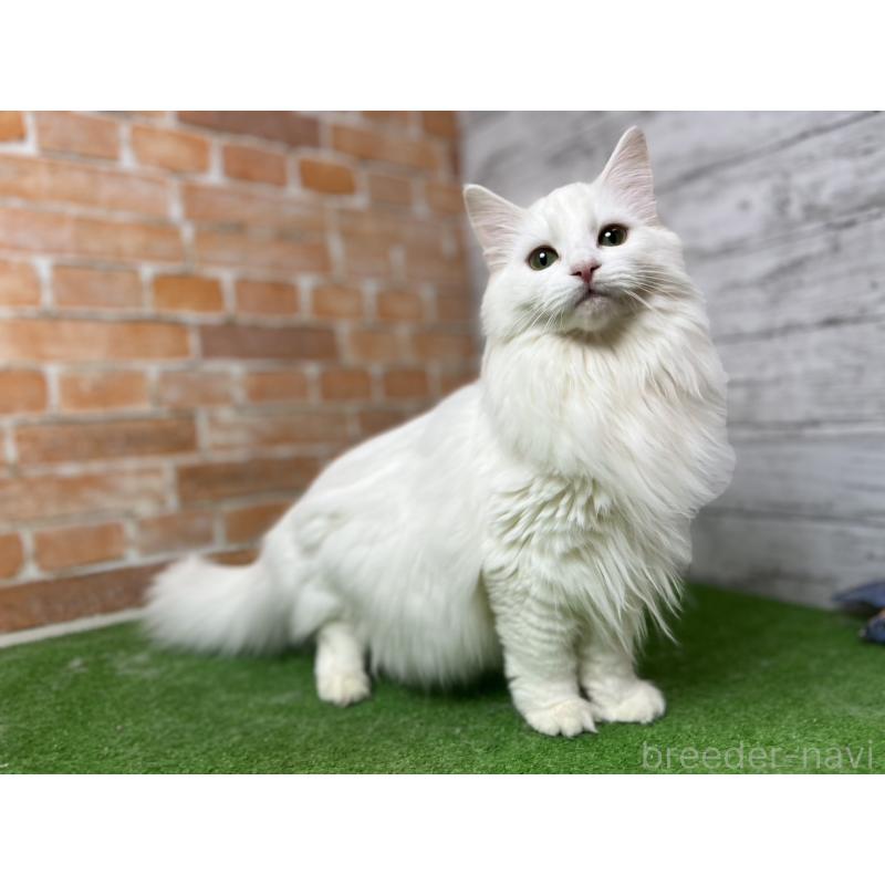 販売中の愛知県のノルウェージャンフォレストキャット-116489の12枚目