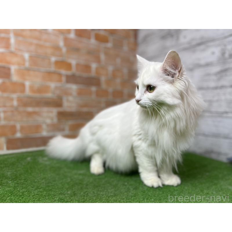 販売中の愛知県のノルウェージャンフォレストキャット-116489の11枚目