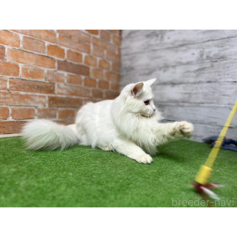 販売中の愛知県のノルウェージャンフォレストキャット-116489の10枚目