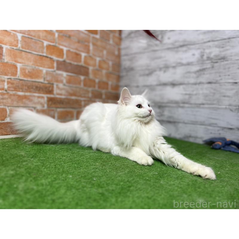 販売中の愛知県のノルウェージャンフォレストキャット-116489の9枚目