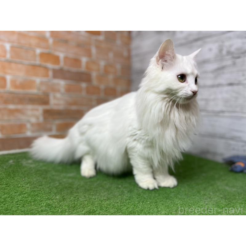 販売中の愛知県のノルウェージャンフォレストキャット-116489の8枚目