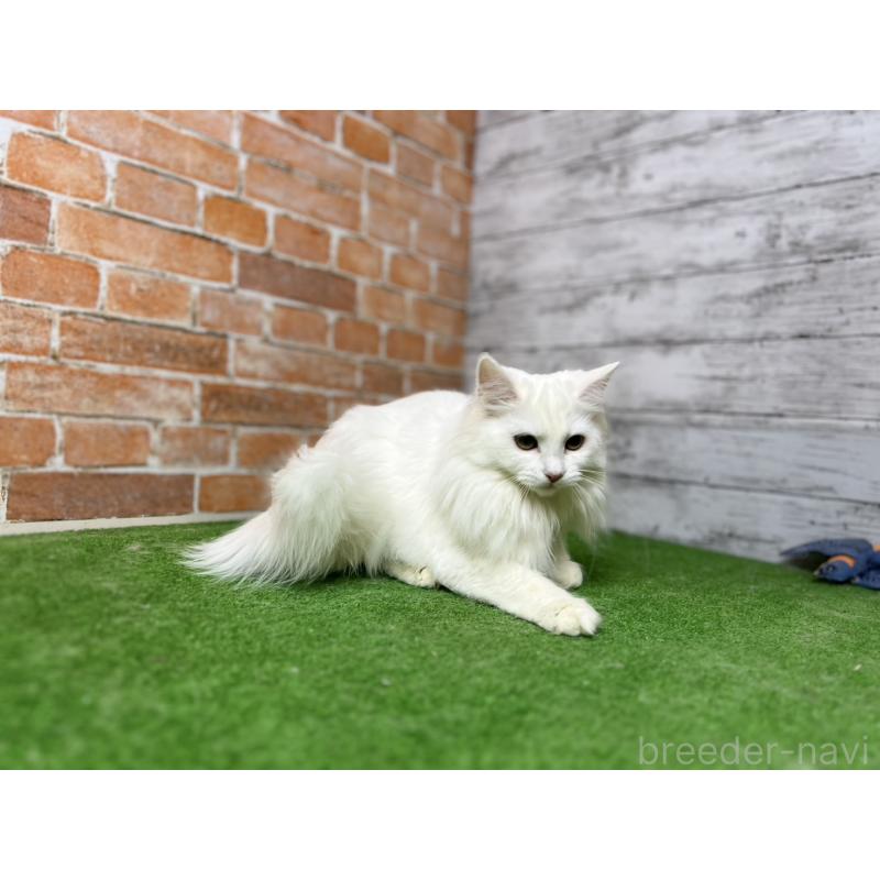 販売中の愛知県のノルウェージャンフォレストキャット-116489の7枚目