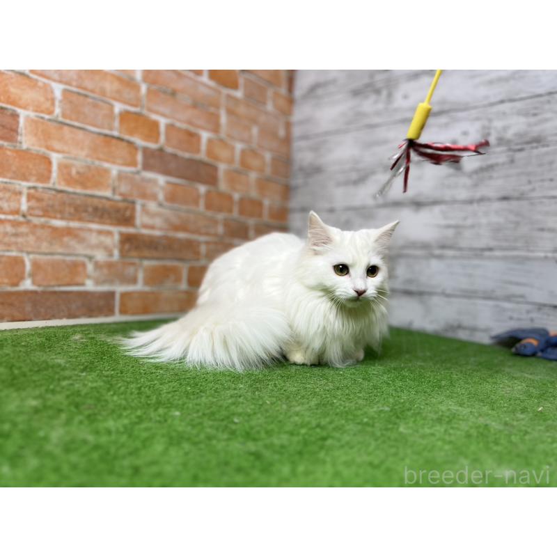 販売中の愛知県のノルウェージャンフォレストキャット-116489の6枚目