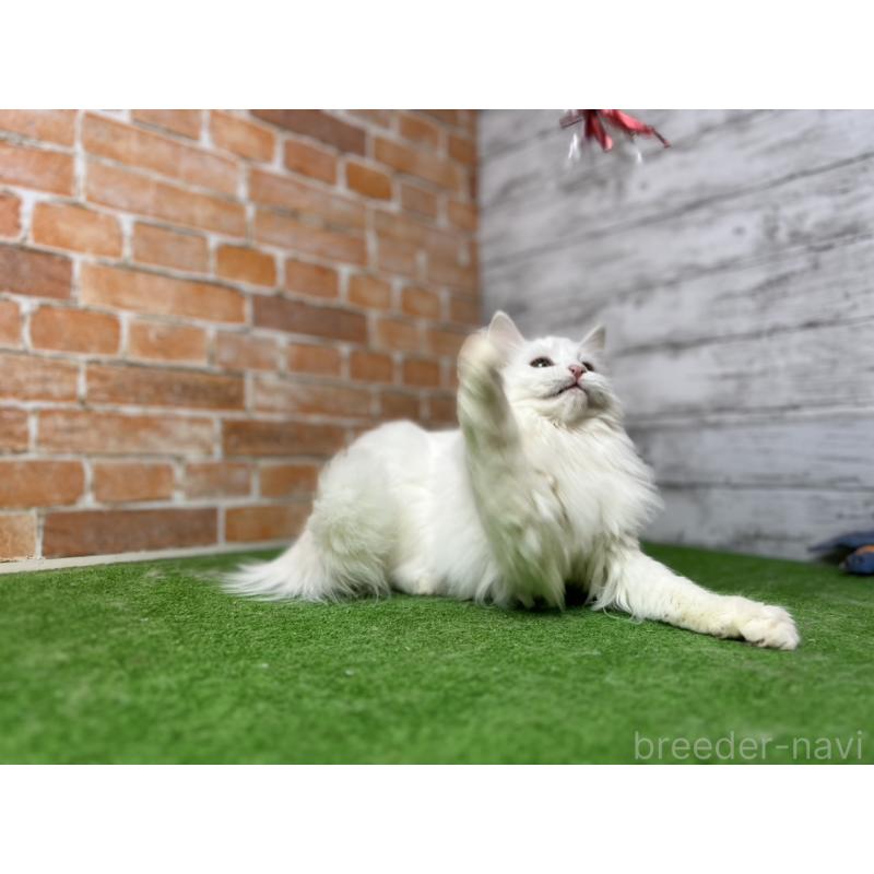 販売中の愛知県のノルウェージャンフォレストキャット-116489の5枚目