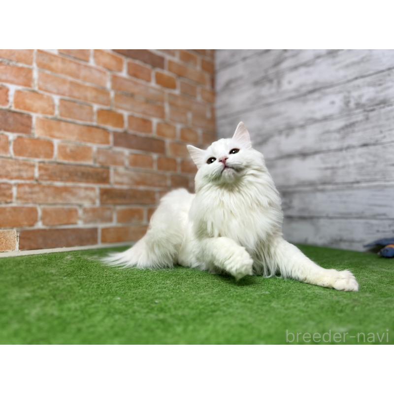販売中の愛知県のノルウェージャンフォレストキャット-116489の4枚目