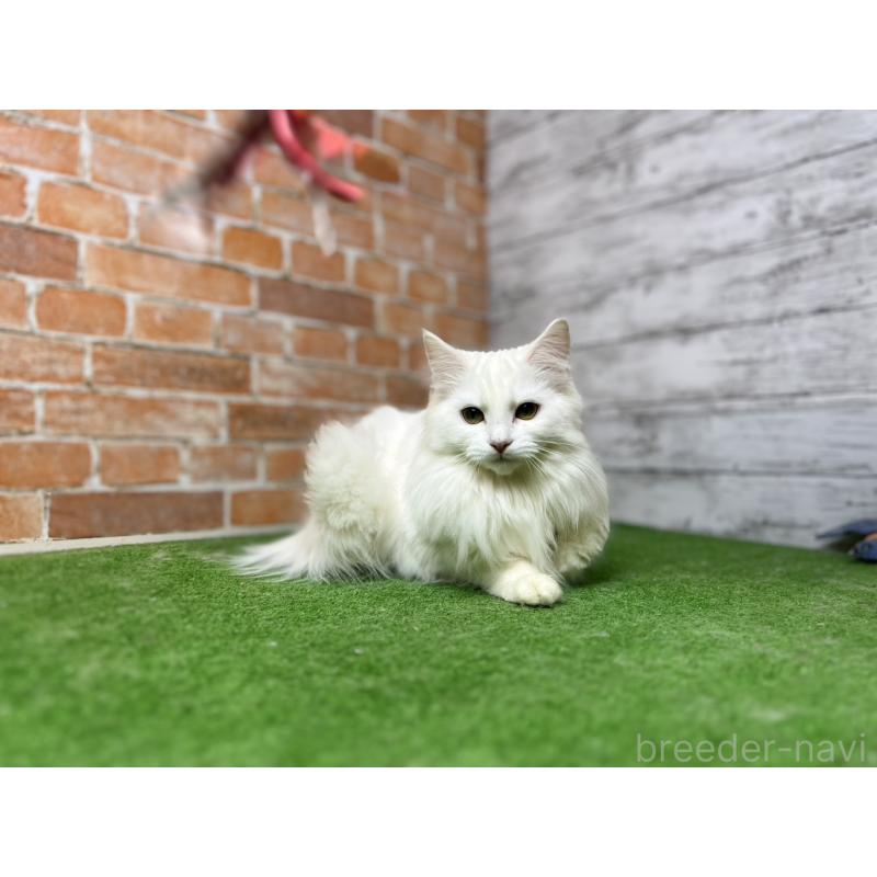 販売中の愛知県のノルウェージャンフォレストキャット-116489の3枚目