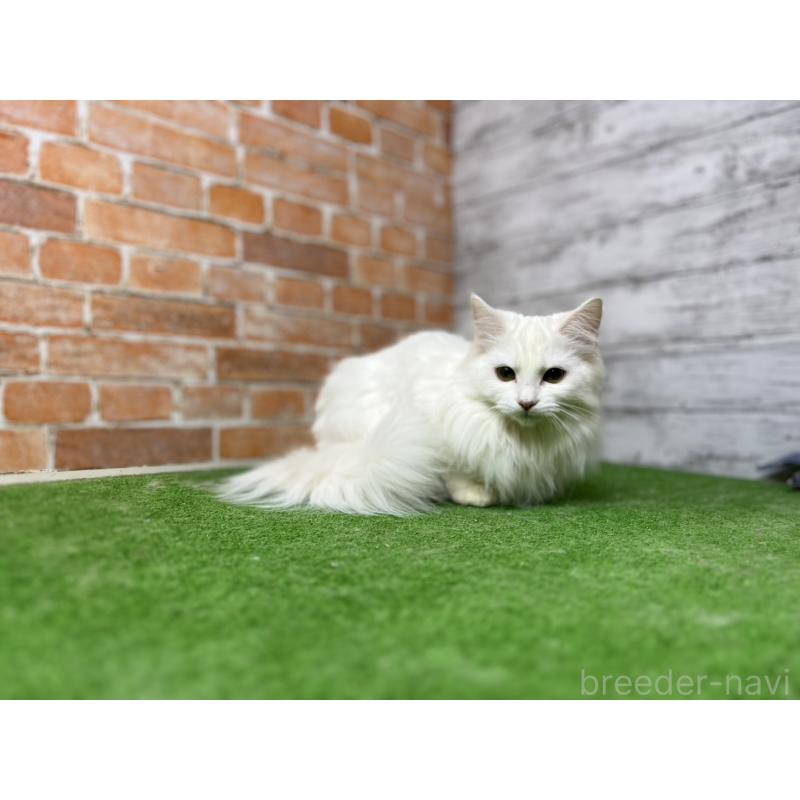 販売中の愛知県のノルウェージャンフォレストキャット-116489の2枚目