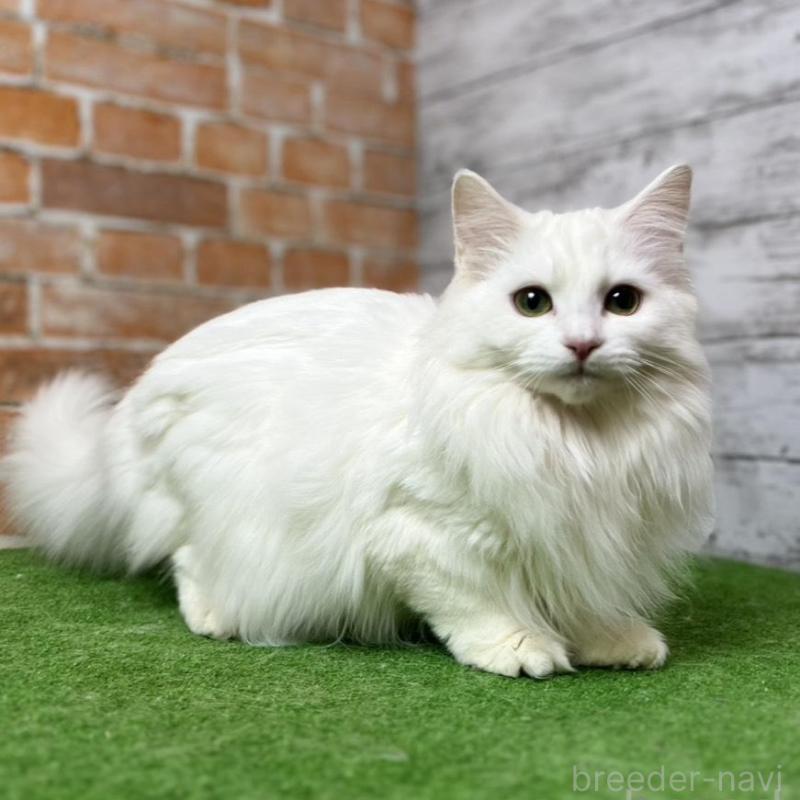 販売中の愛知県のノルウェージャンフォレストキャット-116489の1枚目