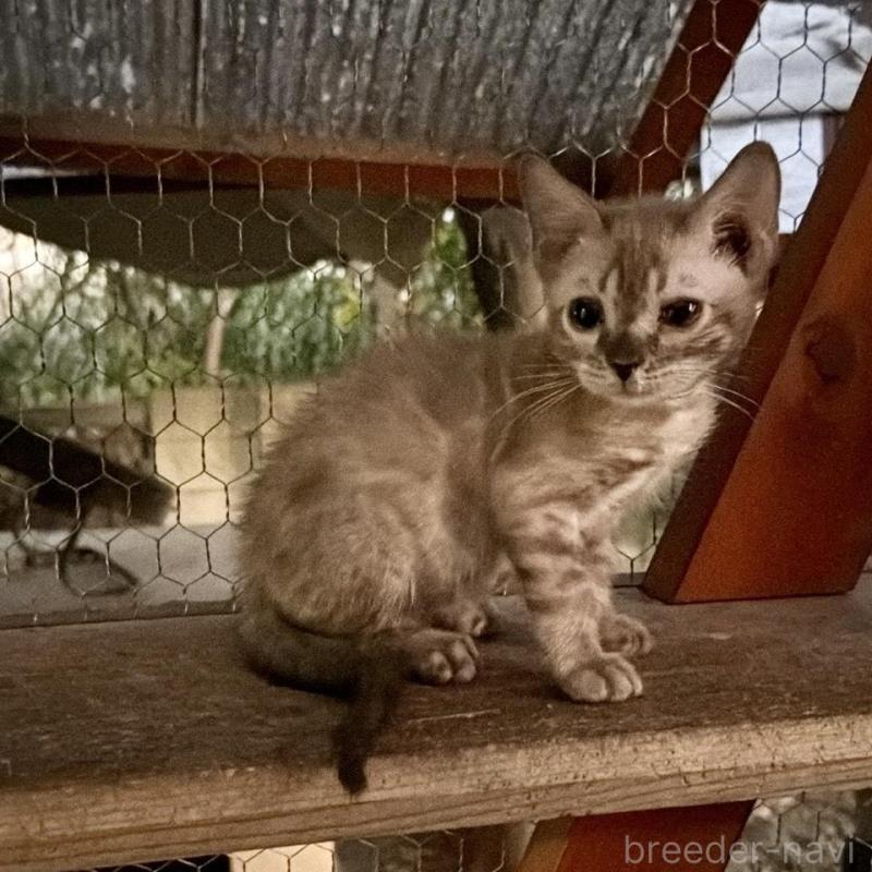 販売中の埼玉県のベンガル-132641の12枚目